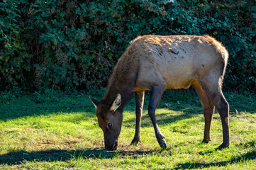 Roosevelt Elk grazing in northern California meadow