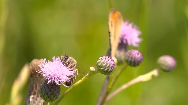 Bee and butterfly on flowers - ECU