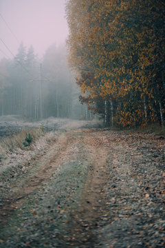 Empty road in countryside with autumn forest in perspective and mist. Green and orange trees, vertical image.