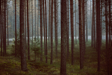 Fototapeta premium Mysterious forest in morning fog, in Kemeri national park in Latvia. Retro, vintage look.