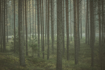 Mysterious forest in morning fog, in Kemeri national park in Latvia. Vintage, retro look.