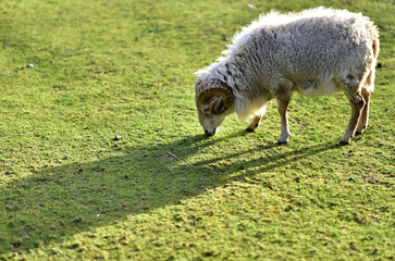 Naklejka na ściany i meble sheep on grass in public park on a sunny day