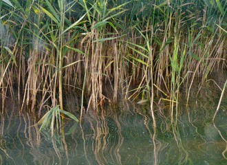 Schilf am Ufer am See