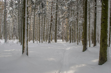 winter forest in a snowstorm