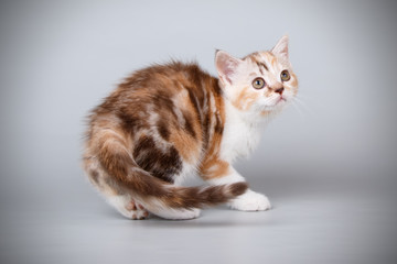 Scottish straight shorthair cat on colored backgrounds