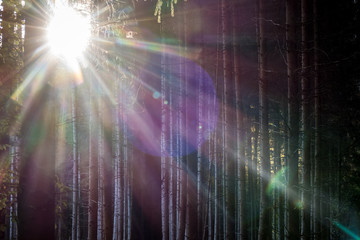 Lichtsrahlen im Wald