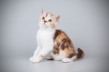 Scottish straight shorthair cat on colored backgrounds