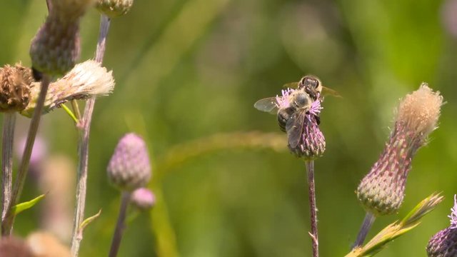 Working bees on flowers - slo mo 