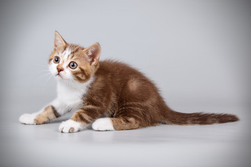Scottish straight shorthair cat on colored backgrounds