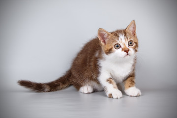 Scottish straight shorthair cat on colored backgrounds