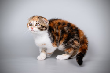 Scottish fold shorthair cat on colored backgrounds