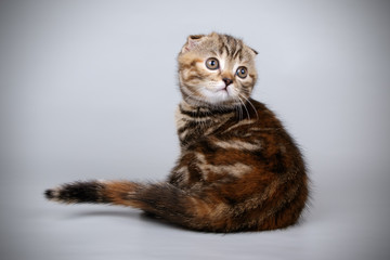 Scottish fold shorthair cat on colored backgrounds