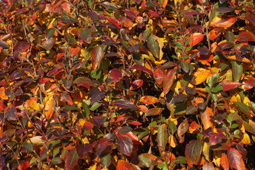 autumn foliage colorful leaves