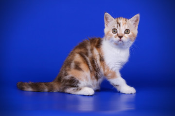 Scottish straight shorthair cat on colored backgrounds