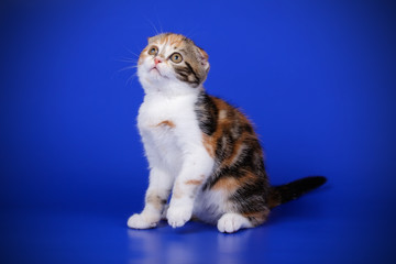 Scottish fold shorthair cat on colored backgrounds