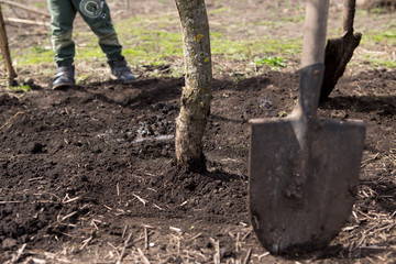 Man plants a tree, hands with shovel digs the ground, nature, environment and ecology concept