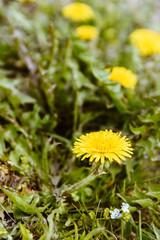 Yellow dandelions, blooming flowers  on background of green spring meadows. Flower carpet.