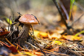 Forest mushrooms. birch mushroom. aspen mushroom.
