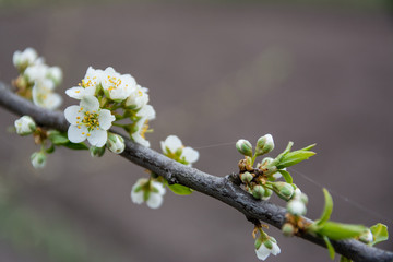 Blooming plum tree branch covered with beautiful white small flowers in early spring. Copy space available. Woman day concept.