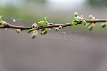 Plum tree branch before flowering covered with spider net and spider in early spring. Copy space available. Shallow depth of field.