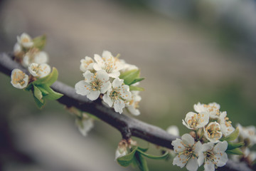 Blooming plum tree branch covered with beautiful white small flowers in early spring. Copy space available. Woman day concept. Vintage style.