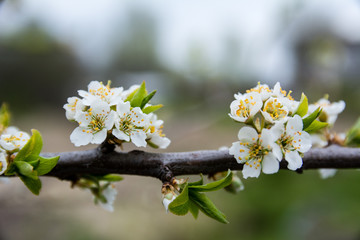 Blooming plum tree branch covered with beautiful white small flowers in early spring. Copy space available. Woman day concept.