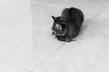 Kitty caught a little gray mouse, at home on the floor, monochrome