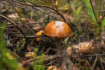 Forest mushrooms. birch mushroom. aspen mushroom.