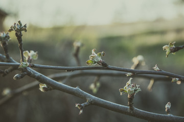 New leaves on apple tree in spring on beautiful background. Matte effect.