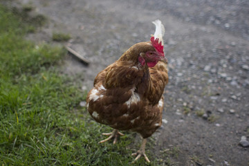 Chicken Farm 