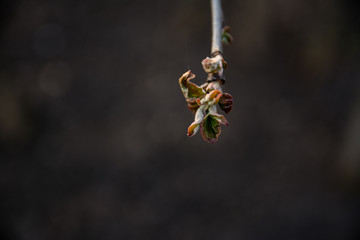 Close up of plum tree buds in backlight on sunny spring day. Shallow depth of field.