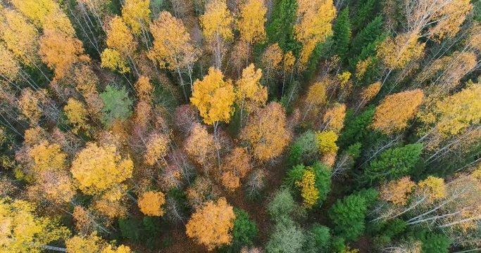 Aerial vertical view of the autumn forest