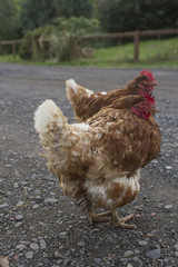 Chicken farm