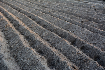 Furrow rows with potatoes just planted in organic field. Organic farming.