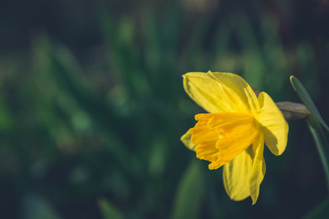 Obraz premium Amazing Yellow Daffodil flower or narcissus in the sunlight on green background. The perfect image for spring background, flower landscape.