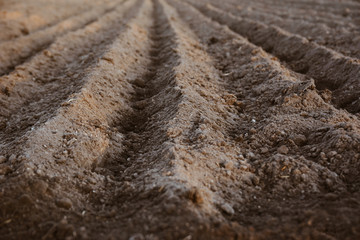 Close up of furrow rows with potatoes just planted in organic field. Organic farming.