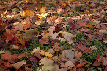 Amazing multicolor background of natural autumn foliage. Colorful background of multicolor leaves with natural light. Majestic bright autumn foliage color background
