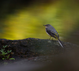 Grey wagtail, Motacilla cinerea, single female by water, Povoa de Lanhoso, Portugal, Outubro 2018.