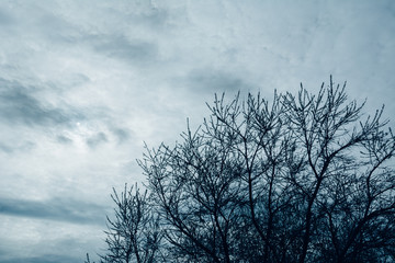 Silhouette of tree branches against overcast sky, decorate and design. Blue tint. Copy space available.