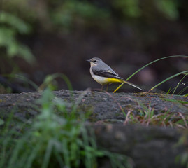 Grey wagtail, Motacilla cinerea, single female by water, Povoa de Lanhoso, Portugal, Outubro 2018.