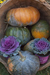 Different rustic autumn still life with pumpkins and flowers, large different pumpkins, Different varieties of pumpkins