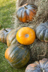 Different varieties of squashes and pumpkins on straw. Colorful vegetables top view. Orange and green pumpkins at outdoor farmer market. pumpkin patch.