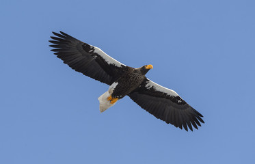 Steller's sea eagle in flight. Adult Steller's sea eagle . Scientific name: Haliaeetus pelagicus. Blue sky background.