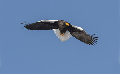 Steller's sea eagle in flight. Adult Steller's sea eagle . Scientific name: Haliaeetus pelagicus. Blue sky background.