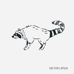 Raccoon vector illustration