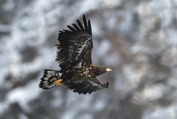 Juvenile White-tailed eagle in flight. Mountain background. Scientific name: Haliaeetus albicilla, also known as the ern, erne, gray eagle, Eurasian sea eagle and white-tailed sea-eagle.