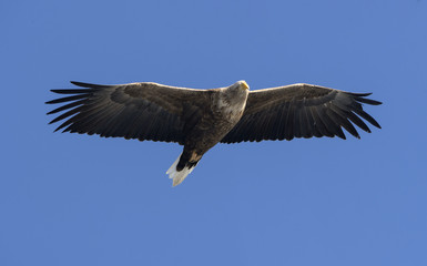 Adult White-tailed eagle in flight. Blue sky background. Scientific name: Haliaeetus albicilla, also known as the ern, erne, gray eagle, Eurasian sea eagle and white-tailed sea-eagle.