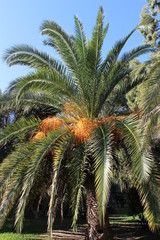 date palm, Sochi, date, palm, heat, summer, sea, green foliage, autumn walk, autumn, season, landscape, walk, macro, urban autumn, contrast