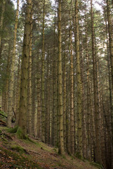 Obraz premium Scottish forest 