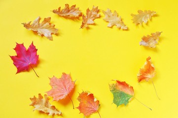 Flat lay yellow autumn background. Round frame. Red and orange maple and oak leaves. Mockup